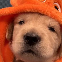 Dachshunds and Golden Retrievers from Lawson’s Green Acres Goldens and Mini Dachshunds
