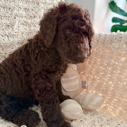 Red - Chocolate male Labradoodle puppy in Chula Vista, California from Coastal Cocoa Labradoodle