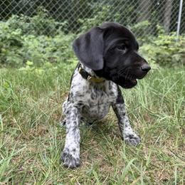 Girl 5 - female German Shorthaired Pointer puppy in Montague, Michigan from Temple Gun Dogs