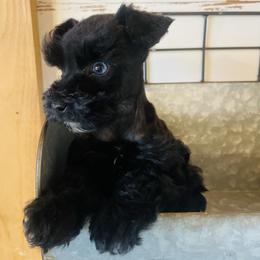 Black Boy - Black male Miniature Schnauzer puppy in Malvern, Arkansas from Deep South Miniature Schnauzers