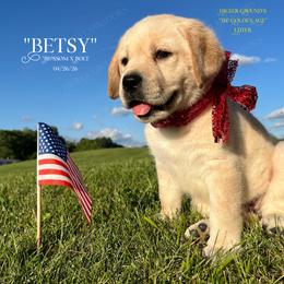 Girl 1 - female Labrador Retriever puppy in Eaton Rapids, Michigan from Higher Ground Labradors