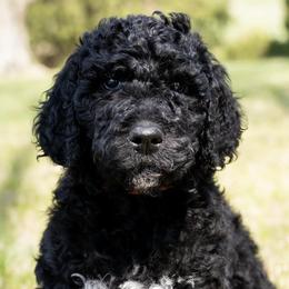 Double Doodles and Labradoodles from Pup & Co - Labs and Doodles
