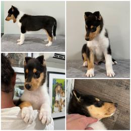 Echo - Black white and tan male Collie puppy in Rostraver Township, Pennsylvania from East View Farm