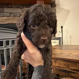 Brown girl - Brown female Poodle puppy in Oneida, Tennessee from Pippa’s Place Poodles