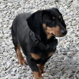 Otis - Dachshund