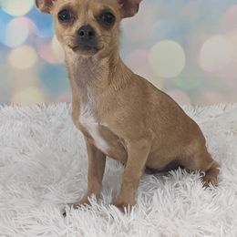 Chihuahua Puppies from Barbie's Baby Chihuahuas