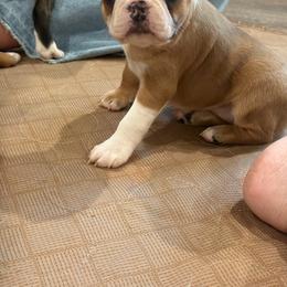 Carmel - Fawn female Boston Terrier puppy in Wellington, Ohio from Twist of Faith Farms