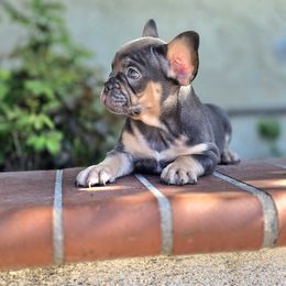 French Bulldog Puppies from County Of Orange Frenchie Family