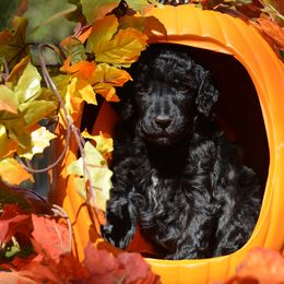 Poodle Puppies from Canoe Creek Spoos