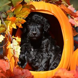 Poodle Puppies from Canoe Creek Spoos