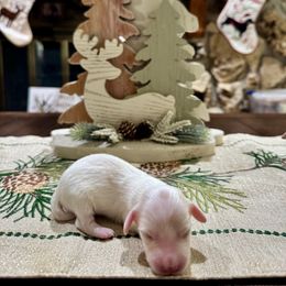 Fin - Cream male Dachshund puppy in Pierson, Florida from Paige’s Mini Dachshunds