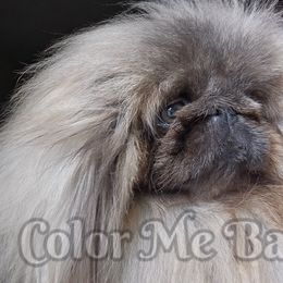 Freddie - Gray male Pekingese puppy in Port Orange, Florida from Color Me Bad Pekingese