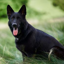 Azara - German Shepherd