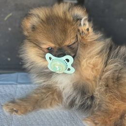 Pomeranian Puppies from Harmony Pomeranians
