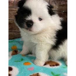 Fendi - Black parti male Pomeranian puppy in Rockford, Alabama from Wickedly Cute Puppies