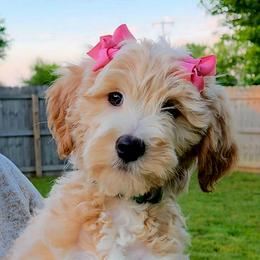Darcy - Apricot female Goldendoodle puppy in Hendersonville, Tennessee from Ben's Best Buddy Goldendoodles