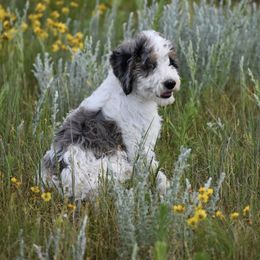 Luigi - Blue merle male Aussiedoodle puppy in Peyton, Colorado from Colorful Colorado Aussiedoodles