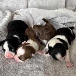 Chihuahua puppies from Petite Pups