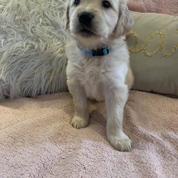 Golden Retriever Puppies from Goldens of Hope