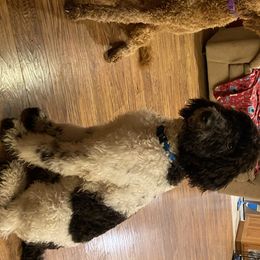 Goldendoodles from Mickey and Molly-Multi-Gen Goldendoodles