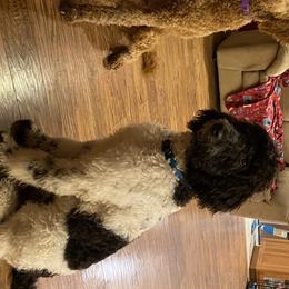 Goldendoodles from Mickey and Molly-Multi-Gen Goldendoodles