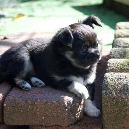 Chihuahua Puppies from Bri Chi's