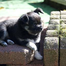 Chihuahua Puppies from Bri Chi's
