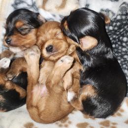 Yorkshire Terrier Puppies from Willow's Standards