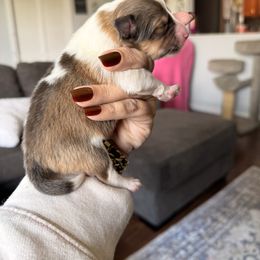 Joker- unique sable boy - Sable and white male Shetland Sheepdog puppy in Frazeysburg, Ohio from Mountain High Kennels