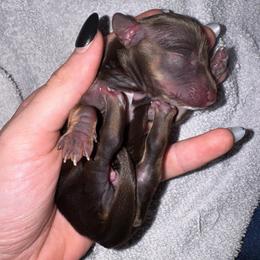 Lynn - Chocolate female Dachshund puppy in Trinity, Texas from Signature Sloan - Long Hair Dachshunds