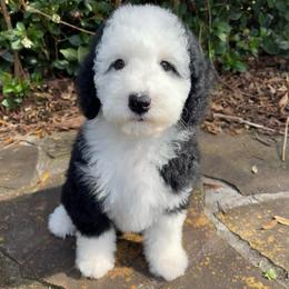 Purple - Black and white female Sheepadoodle puppy in Archer, Florida from Gainesville Sheepadoodles