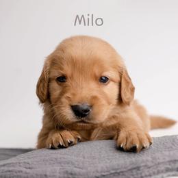 Milo - Dark golden male Golden Retriever puppy in Buhl, Idaho from Atkinson's Goldens