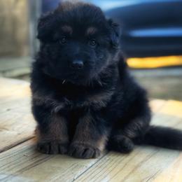Black - Black and red male German Shepherd puppy in Pickens, South Carolina from Von Maqqedah Haus German Shepherds