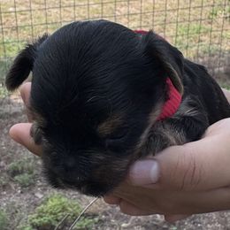 Robbie-Red Collar - Black and tan male Yorkshire Terrier puppy in Lampasas, Texas from Lone Star Yorkies Texas