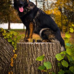Anatolian Shepherd Dog and German Shepherd All Grown Up from Wilderwind K9