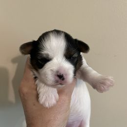 Tara - Parti female Yorkshire Terrier puppy in Carleton, Michigan from Jo Smallwood