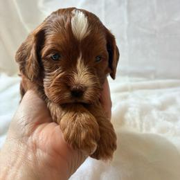Angel - Red female Cavapoo puppy in Adrian, Oregon from ApplebyFarm