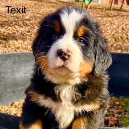 Bruno - Black rust and white male Bernese Mountain Dog puppy in Strasburg, Ohio from Lois Allison