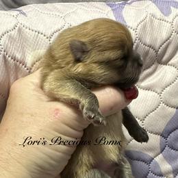 Pomeranian Puppies from Lori’s Precious Poms