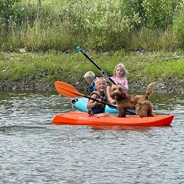 Australian Cobberdog Puppies from Faberge Australian Cobberdogs