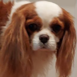 Cavalier King Charles Spaniels from Oxford Cavaliers