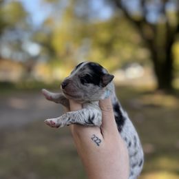 Ghost - Blue merle male Australian Shepherd puppy in Orlando, Florida from Skaky Shepherds