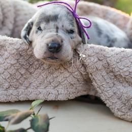 Great Dane Puppies from Hundeity Great Danes
