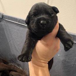 Brown - Black female Labrador Retriever puppy in Menifee, California from The Golden Leash Kennels