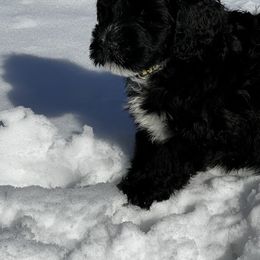 Akita and Portuguese Water Dog Puppies from Cades Akitas