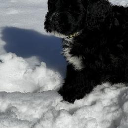 Akita and Portuguese Water Dog Puppies from Cades Akitas
