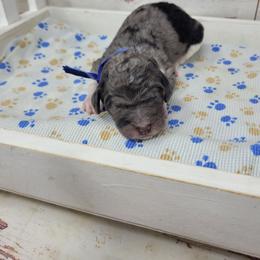 Rubble - Merle male Goldendoodle puppy in Grabill, Indiana from Rose's Doodles