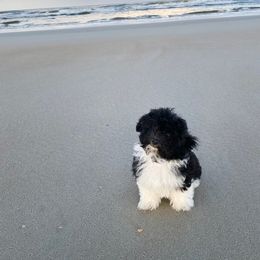 Havanese Puppies from Endearing Havanese