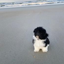 Havanese Puppies from Endearing Havanese