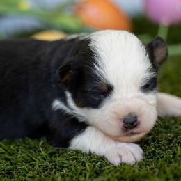 Nova - Black tri male Toy Australian Shepherd puppy in Granbury, Texas from Best Little Aussies